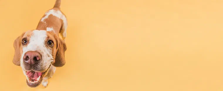 5 tips for an overweight dog and dog weight loss