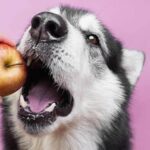 Dogs and Fruit