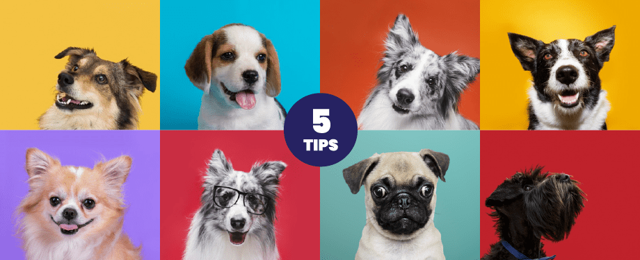 Pawsm blog image. 5 tips before getting a dog.