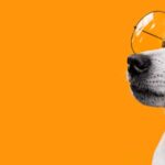 Best 7 types of Dog Accessories and History of Dog Fashion