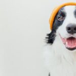 Dog breeds, their needs, and finding which dog fits