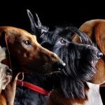 FCI Breed Standards and  PAWSM Dog Diet and Nutrition App