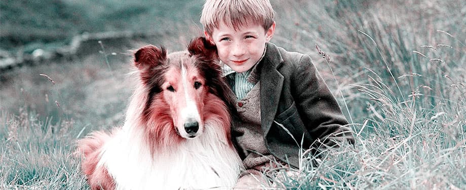 Famous Dogs in History: Pal: The First Lassie