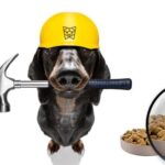 Science Diet Dog Food - Searching made easy and explained in 5 points